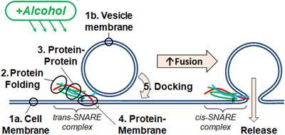 Drunken lipid membranes, not drunken SNARE proteins, promote fusion in a model of neurotransmitter release